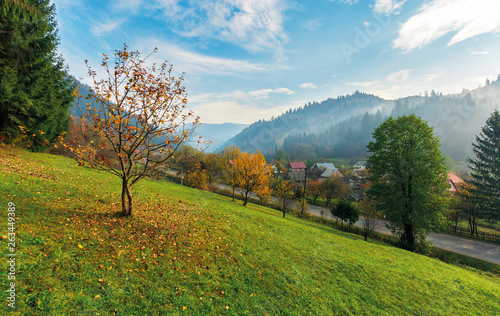 Fototapeta Naklejka Na Ścianę i Meble -  orchard on a grassy hill in the rural valley. trees in golden foliage. distant forest in fog. village near the road. beautiful autumn landscape in mountains. amazing sunny weather, blue sky with cloud