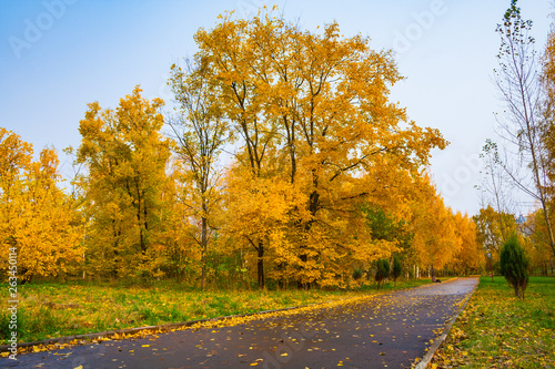 View on a asphalt road strewn with yellow foliage in an autumn park