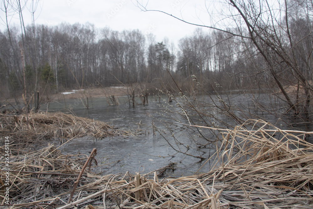 Obraz premium lake, ice, trees, cold, grass, spring