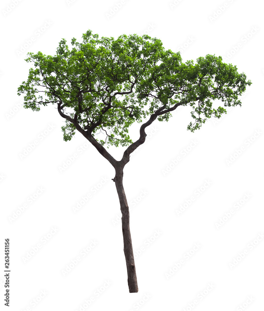 Obraz premium Isolated tree on white background