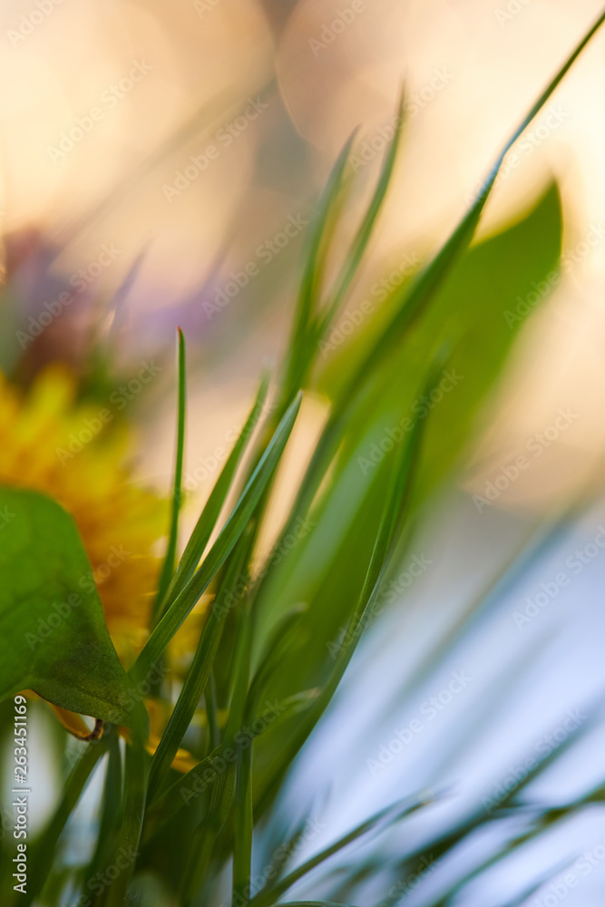 Spring flowers with on soft pastel color in blur style background Spring flowers with on soft pastel color in blur style background