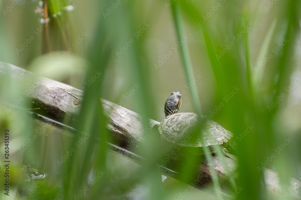 The red-eared turtle in the natural environment sits on the trunk of a dry tree fallen into the water, basking in the sun among the reeds The red-eared turtle in the natural environment sits on the trunk of a dry tree fallen into the water, basking in the sun among the reeds