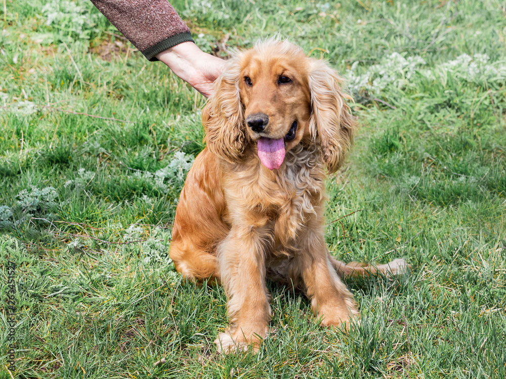 The woman caress a dog breed of cocker spaniel that sits on the grass_ The woman caress a dog breed of cocker spaniel that sits on the grass_