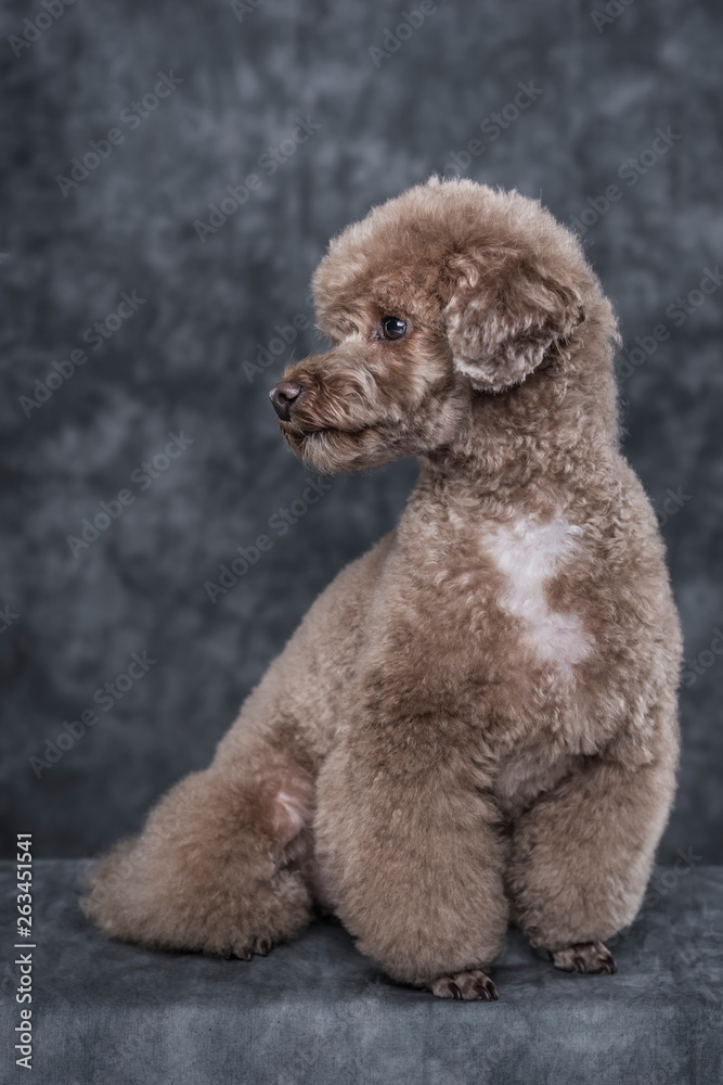 Toy poodle apricot portrait in studio with gray background. Vertical. Copyspace. Toy poodle apricot portrait in studio with gray background. Vertical. Copyspace.