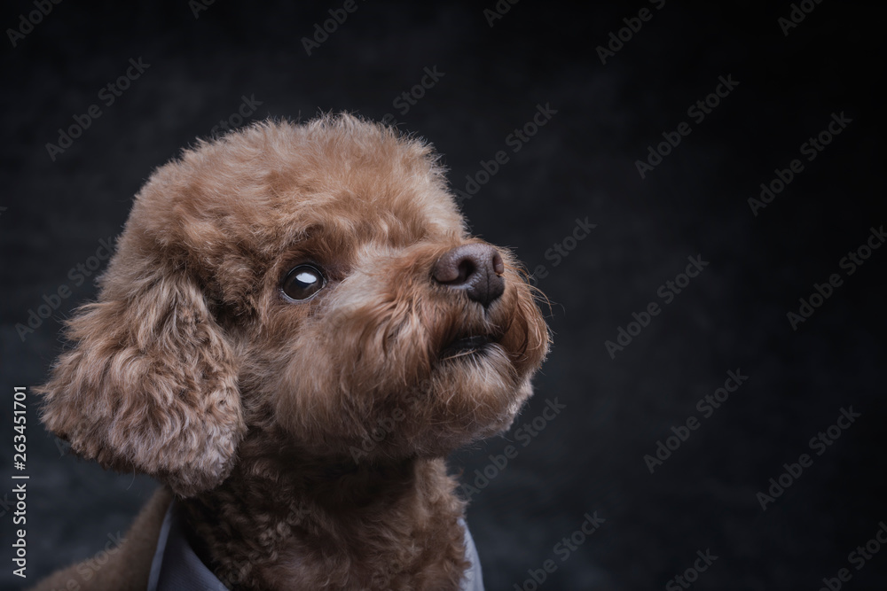 Toy poodle apricot portrait in studio with gray background. Horizontal. Copyspace. Toy poodle apricot portrait in studio with gray background. Horizontal. Copyspace.