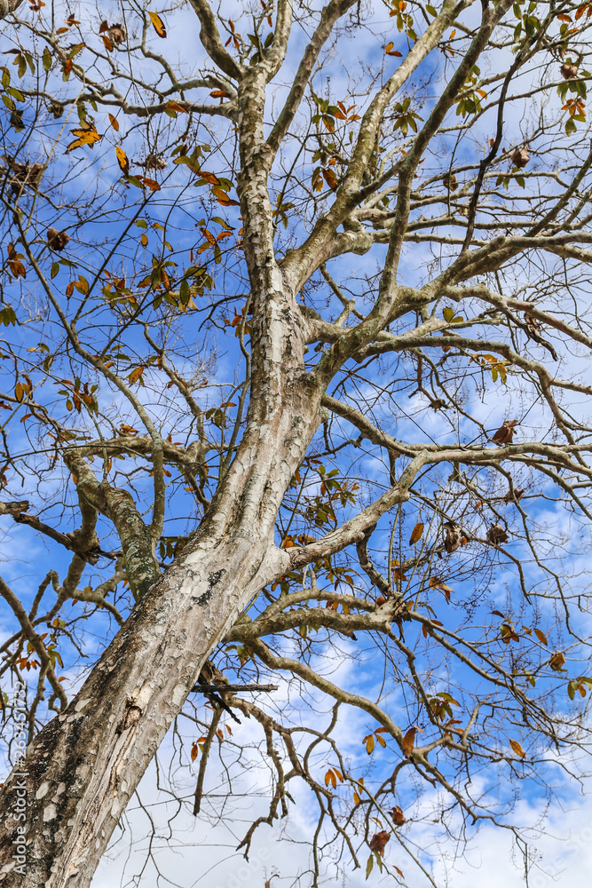 tree on blue sky