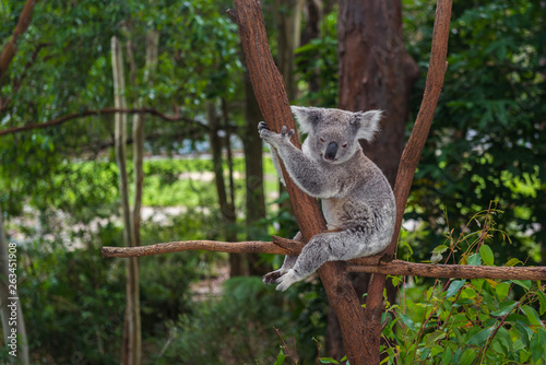 Wild koala on a tree in a green park in Australia