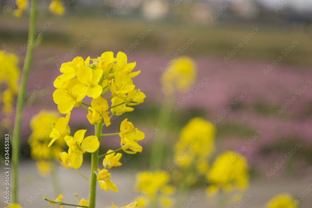 Obraz premium 黄色い花