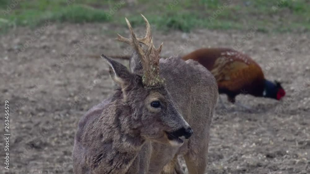 A roebuck and a pheasant eating together A roebuck and a pheasant eating together