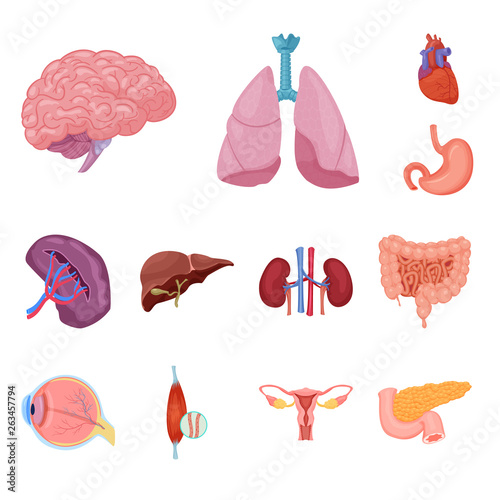 Isolated object of body and human symbol. Collection of body and medical stock vector illustration.