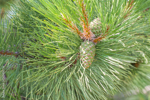 Unripe pine cones of green color on a branch of a pine during the summer period in natural conditions
