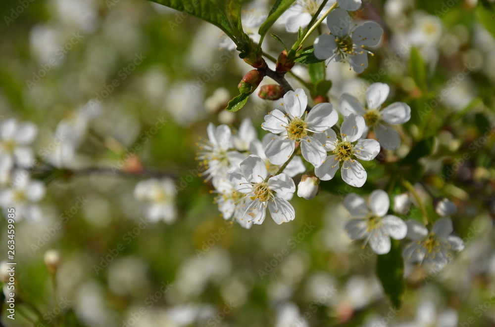 cherry tree blossom cherry tree blossom
