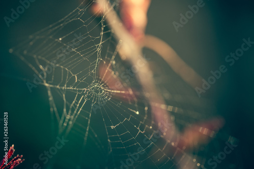 Close up of spider web with blurred background