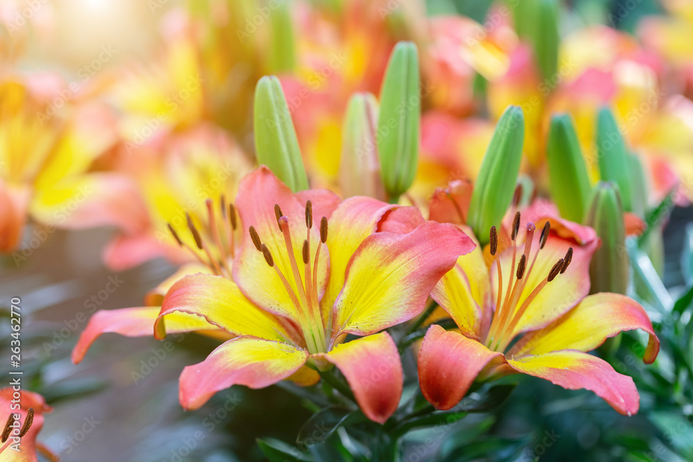 Obraz premium Lily flower and green leaf background in garden at sunny summer or spring day for beauty decoration and agriculture design. Lily Lilium hybrids.