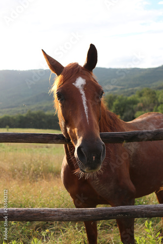 Horses in Tuscany