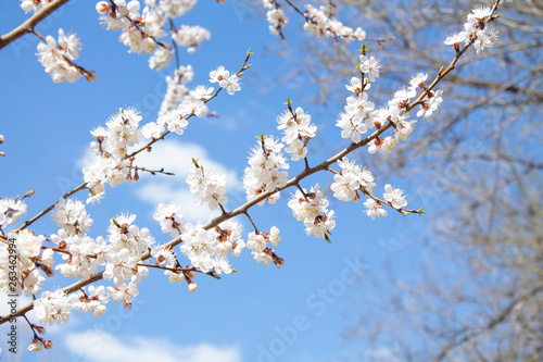  flowering tree, flowering apricot. spring bloom. white flowers against the blue sky and clouds