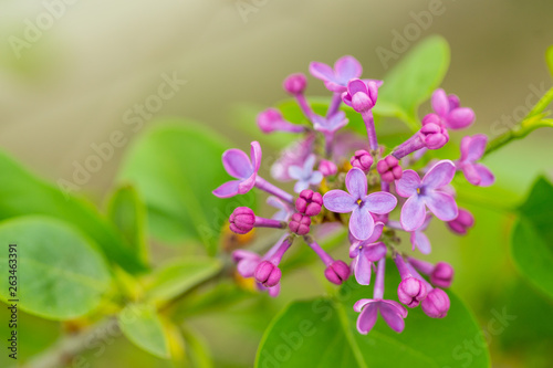 Purple Lilac flowers in spring with blurred green background