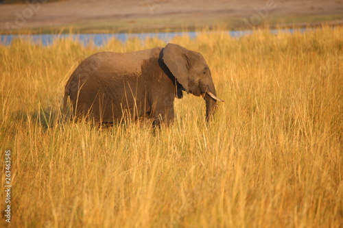 elephant wild