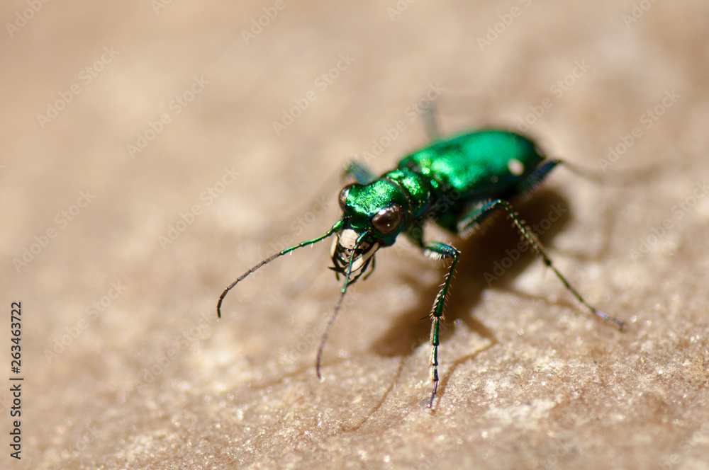 Green jewel beetle Green jewel beetle