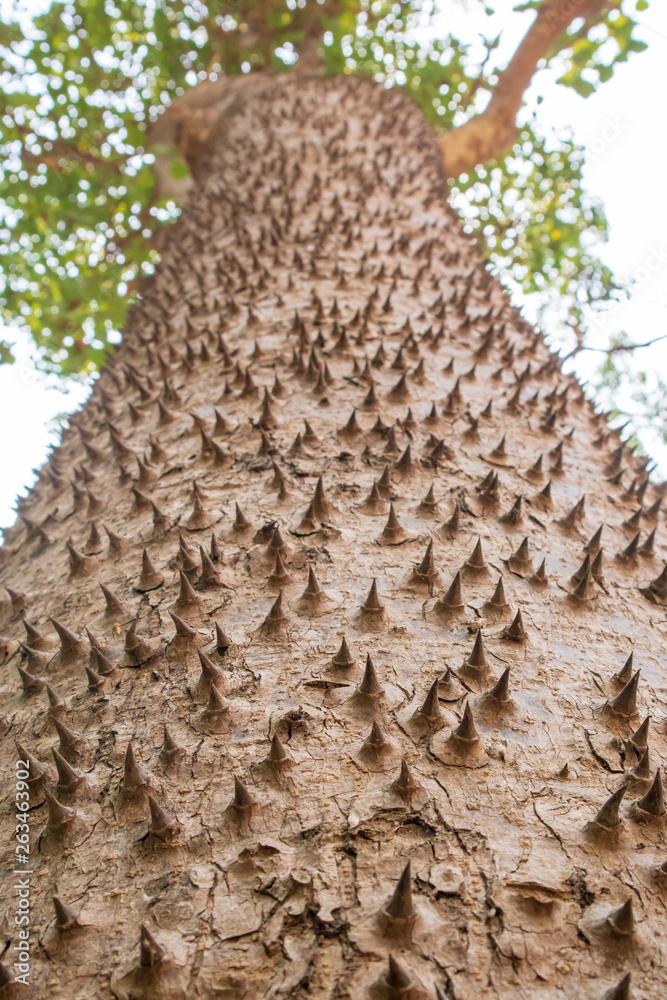 Closeup textured and surface of the trunk of Kapok tree, Red silk cotton tree, Bombax ceiba tree in the forest
