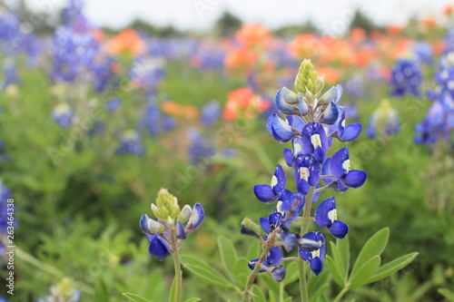 Texas Bluebonnets in Spring