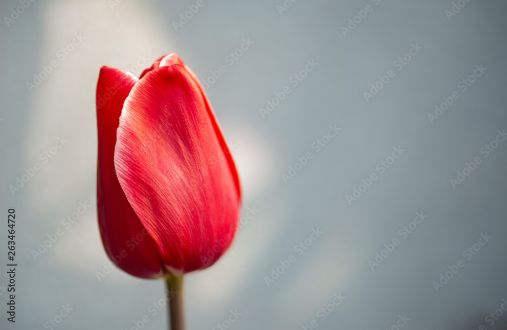 Red Tulip in a Japanese Garden Red Tulip in a Japanese Garden