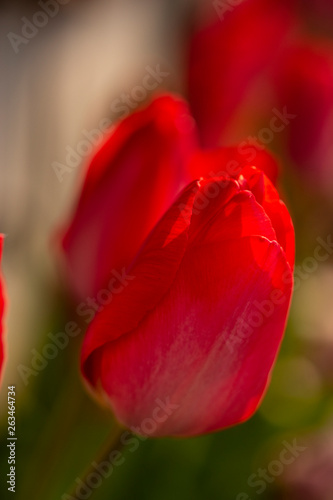 Fototapeta Naklejka Na Ścianę i Meble -  Red Tulip in a Japanese Garden