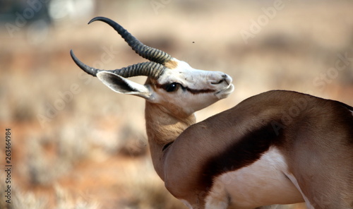 antelope in south africa