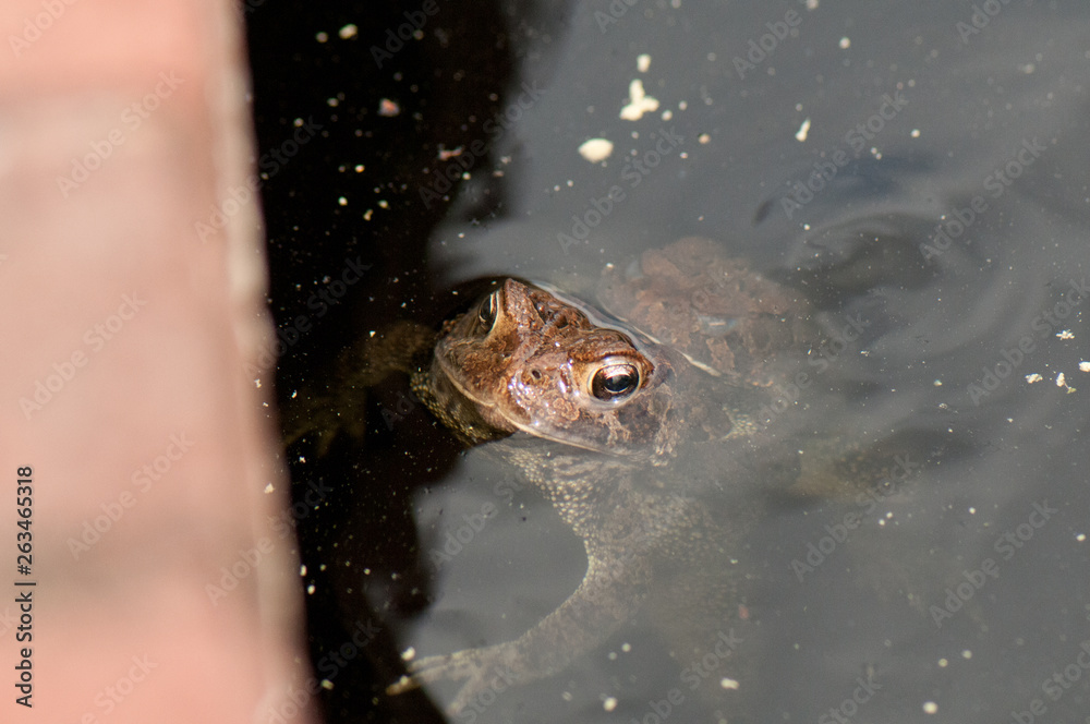 American toads mating