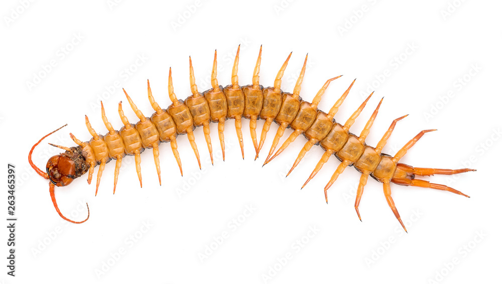 centipede isolated on white background centipede isolated on white background