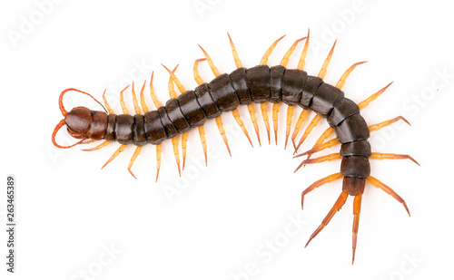 Leinwand Poster centipede isolated on white background