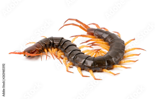 Tablou Canvas centipede isolated on white background
