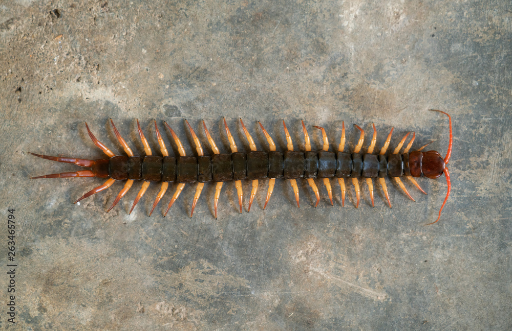 Obraz premium giant centipede on cement floor