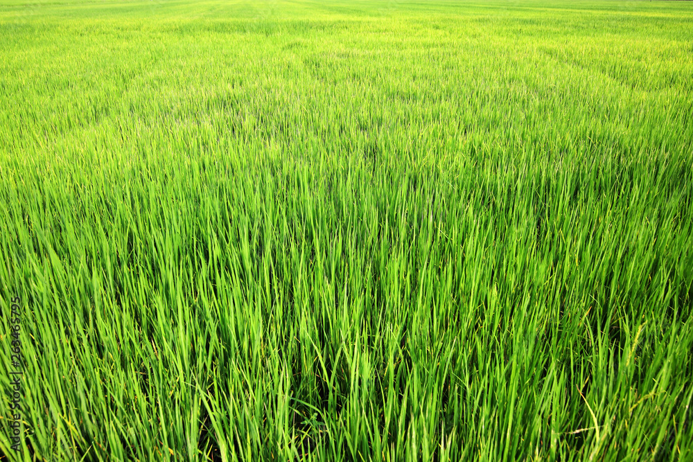 landscape of green paddy leaf background.