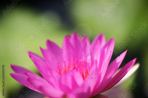 beautiful blooming lotus flower