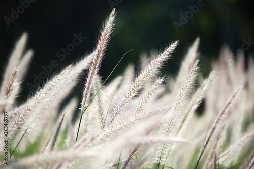 reeds grass flower background.