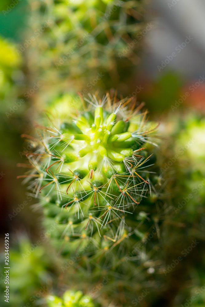 Close up of Cactus in the vase with blurred green background. Cactus thorns macro Close up of Cactus in the vase with blurred green background. Cactus thorns macro