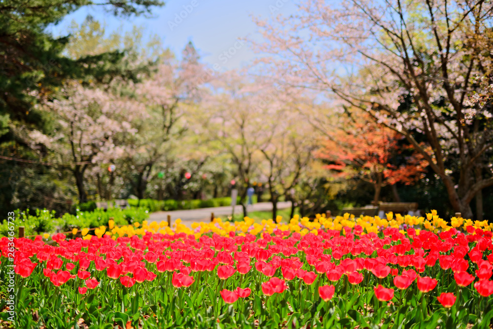チューリップ 桜の背景 チューリップ 桜の背景