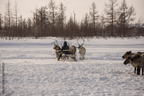 The man are sledging with deer in the snowy field track © Oksana