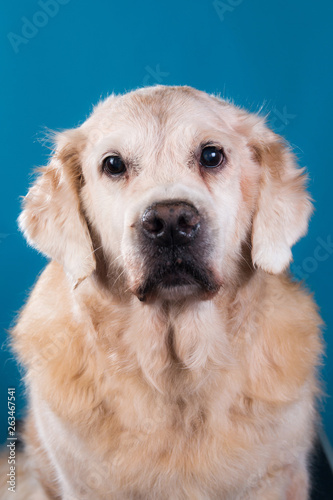 Studio shot of old Labrador Retriever dog, sitting against blue background