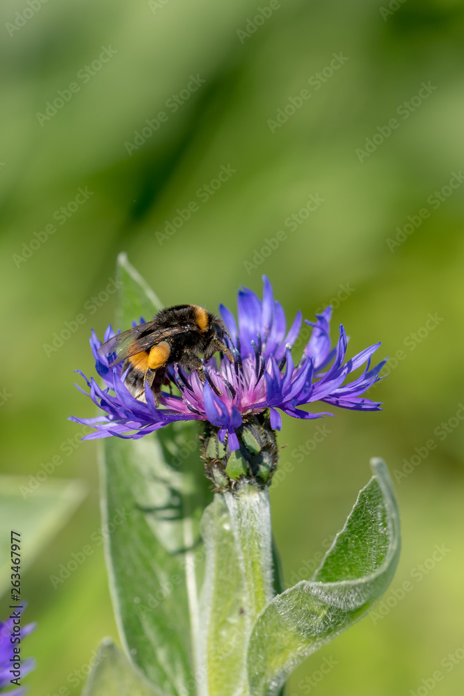 Cornflower with bumblebee in front of green blurred background Cornflower with bumblebee in front of green blurred background