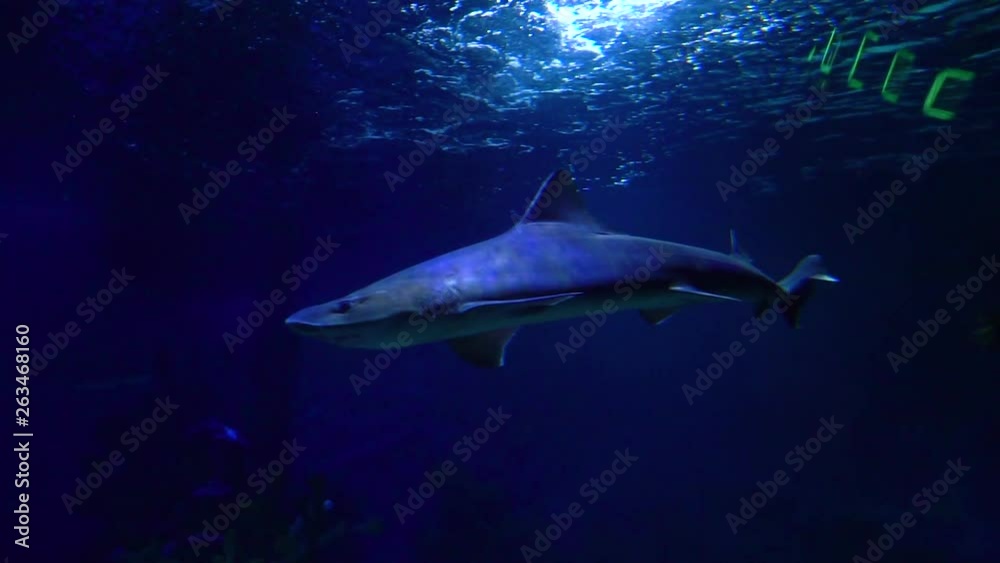 shark is swiming in the pool shark is swiming in the pool