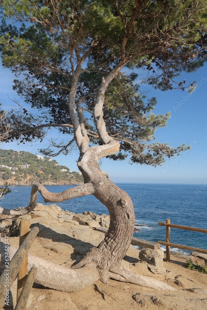 Fototapeta premium mediterranean coast