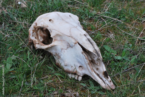 Skull on grass © Sergi
