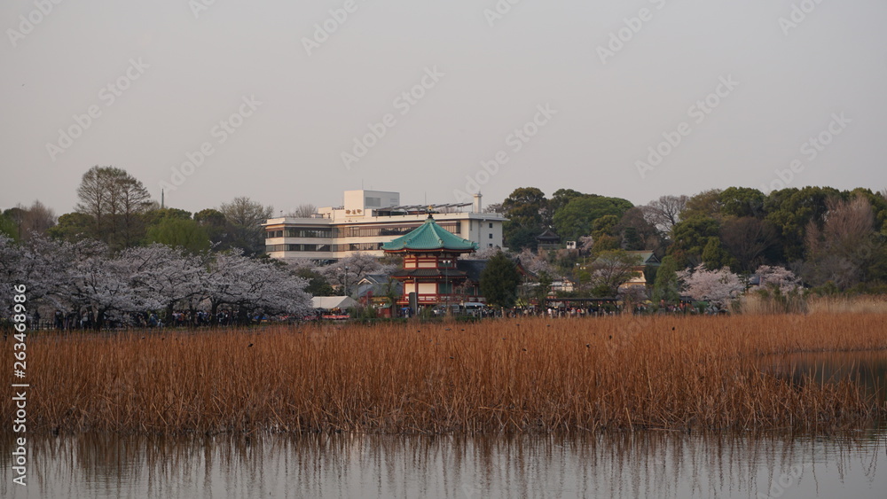 Fototapeta premium 上野弁天堂