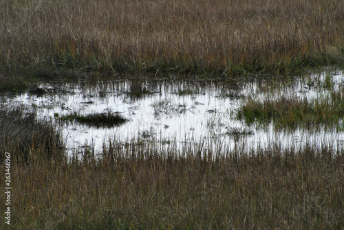 Close-Up of Marshy Wetlands