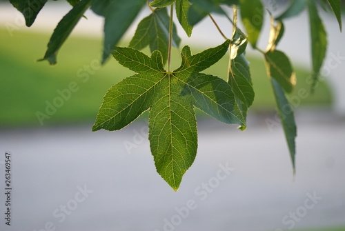 green leaves of a tree