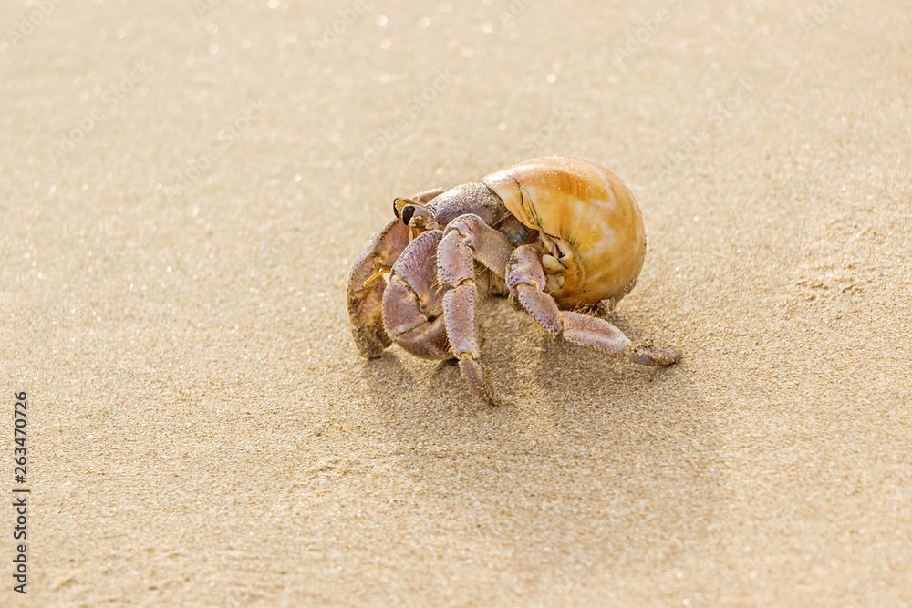 close up of a yellow hermit crab on beach