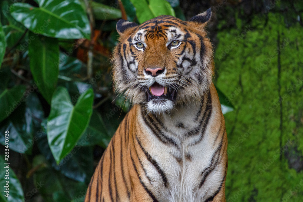 Fototapeta premium tiger show tongue sit down in forest