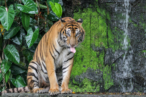 tiger show tongue sit down in forest